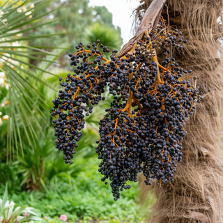 Organic Freeze-Dried Açai Berry Powder