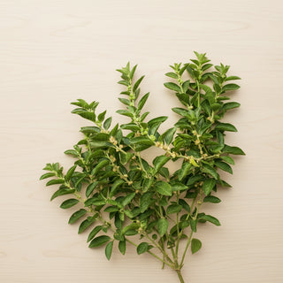 Ashwagandha (Withania somnifera) plant with green leaves and small flower buds growing in nature"
