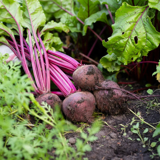 Organic Beetroot Powder