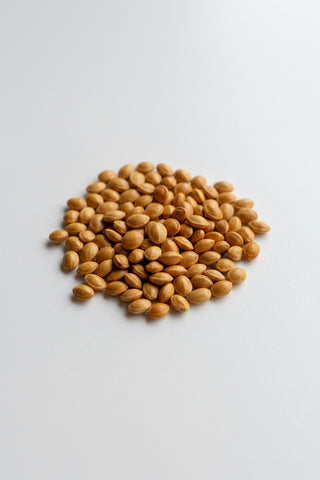 Kowhai Seeds | Pack of 20 | Sophora tetraptera & S. microphylla - superfoodsnz-jane