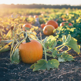 Organic Pumpkin Seeds (Pepitas), Matakana Superfoods