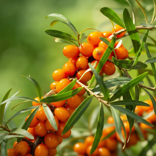 Sea Buckthorn Juice Powder, 100 grams, Matakana Superfoods