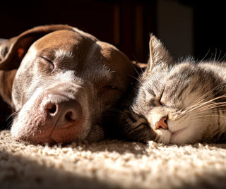 Cat & Dog Magnesium Spray, 100 mls, The Herbalists