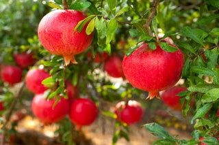 Fresh red pomegranates hanging from a leafy tree in a sunny outdoor orchard.